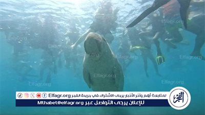 حورية البحر 