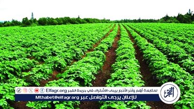 أهمية الزراعة في مصر.. ركيزة أساسية للاقتصاد والأمن الغذائي 