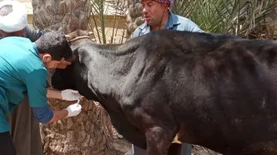 صور| تنظيم قافلة بيطرية مجانية بأبوالنمرس في الجيزة (تفاصيل)