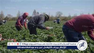 الزراعة تكشف جهود الدولة لتنمية القطاع وزيادة الإنتاج