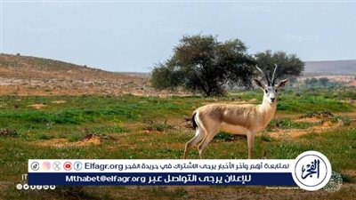 محمية الإمام تركي تزيل خلايا النحل العشوائية والمناحل غير المصرح لها