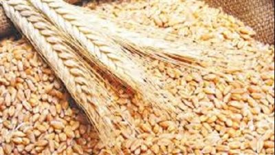 تواصل عمليات توريد القمح إلى الصوامع والشون بمختلف محافظات الجمهورية