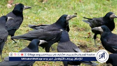 ناقد رياضي يتعرض لهجوم الغربان في الإسماعيلية (فيديو)