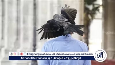 نقيب زراعيين الإسماعيلية: القضاء على الغربان يخل بالنظام البيئي (فيديو)