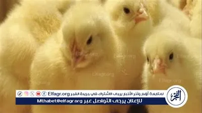 أسعار الكتاكيت والبيض اليوم في الأسواق المصرية