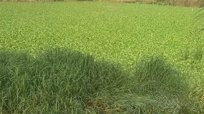 حالة غضب من صيادي المنوفية بسبب انتشار ورد النيل في البحر الفرعوني