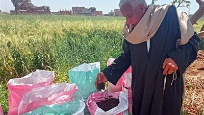 أزمات ارتفاع أسعار الأسمدة والأعلاف والأمن الغذائي تتلاقى مع الزراعة الذكية مناخيًا