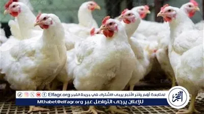 هل تنخفض أسعار الدواجن الفترة المقبلة؟.. 