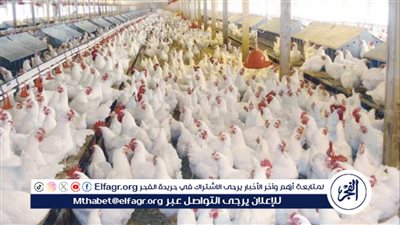 اتحاد منتجي الدواجن يكشف سبب ارتفاع أسعار الفراخ أكثر من 20%