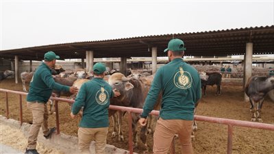 فطارك معانا يوم عرفة.. بيت الزكاة والصدقات يوزع لحوم على الأسر المستحقة