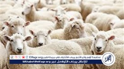 انخفاض أسعار الأضاحي في مصر 2024