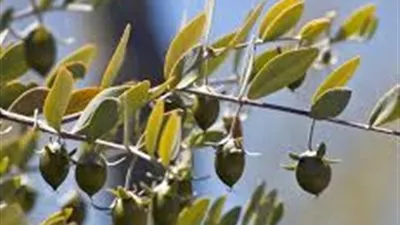 بعد إشارة الرئيس السيسي له.. ماذا تعرف عن نبات جوجوبا؟