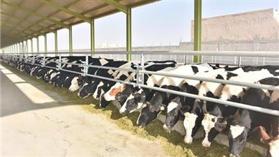 كل ما تريد معرفته عن مزرعة وفرة التابعة لبنك الطعام المصري