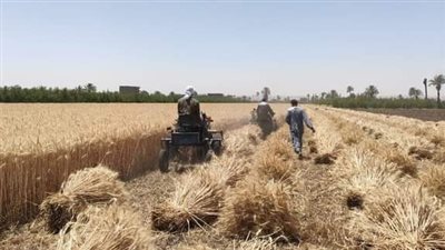 وكيل الزراعة بأسيوط: المحافظة الأولى التى تعلن انتهاء موسم حصاد القمح