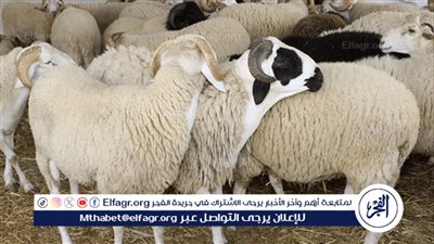 عيد الاضحي ٢٠٢٤.. نصائح مهمة من المركز القومي للبحوث لاختيار الأضحية