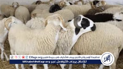  أسعار الأضاحي 2024 في جمهورية مصر العربية