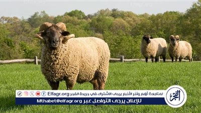 كم وصل سعر الخراف والماعز؟.. أسعار الأضاحي 2024 في منافذ وزارة الزراعة