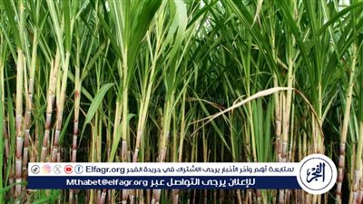 الزراعة تكشف بشرى سارة عن إنتاج قصب السكر
