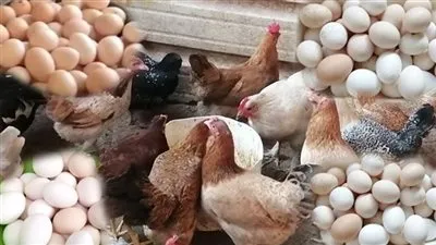 أسعار طبق البيض اليوم السبت 10-8-2024 في قنا