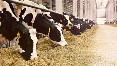 أسعار الأضاحي بسوق الماشية في الدقهلية اليوم السبت 15-6-2024