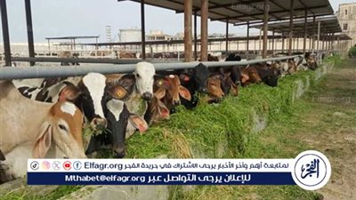 مفاجأة في أسعار الأضاحي واللحوم مع اقتراب العيد المبارك 2024.. اعرف قائمة أسعار 