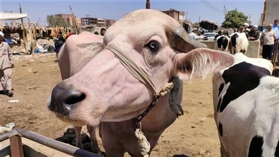 عاجل | مع اقتراب عيد الأضحى 2024.. سعر الخروف وطريقة شراء صك الأضحية في أسواق العجول