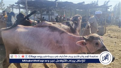 أسعار الأضاحي بسوق الماشية في الدقهلية 