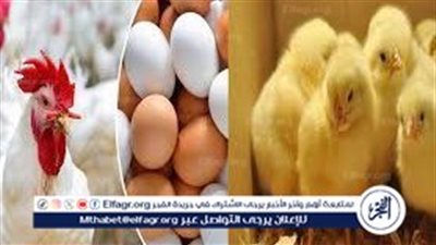 أسعار الدواجن والبيض اليوم الاثنين 10-6-2024 في قنا