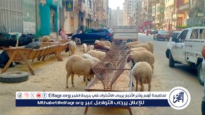 أزهري يوضح موعد ذبح الأضحية.. والصيغة الصحيحة لتكبيرات العيد