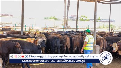 أسواق عسير تشهد إقبالًا كثيفًا لشراء الأضاحي