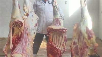 بيطرى الأقصر: اعدام عجل لإصابته بالصفراء وغير صالح للاستهلاك الآدمى 