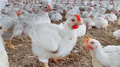 إنخفاض باسعار الدواجن اليوم الثلاثاء 11 يونيو 2024 بمحافظة الشرقية 