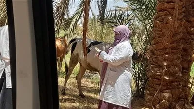 بيطري الجيزة: تنظيم قوافل مجانية لرش وتحصين الثروة الحيوانية بمركزي الصف والواحات