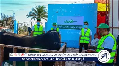 استعدادات لذبح 50 عجل بلدي في مجزر إبشواي الآلي بالتعاون مع الطب البطري بالفيوم 