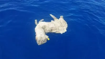 توجيه عاجل من البيئة بشأن إلقاء خراف بالبحر الأحمر