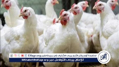 ثاني أيام عيد الأضحى.. أسعار الفراخ في بورصة الدواجن اليوم الاثنين 17-6-2024