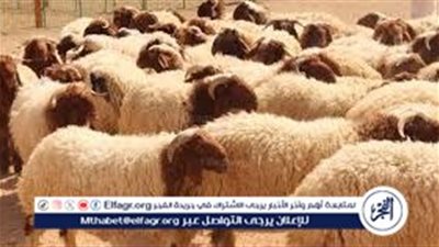 بلغت السن المحدد وخالية من العيوب.. الإفتاء توضح شروط أضحية العيد