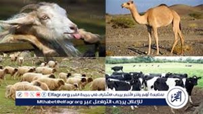 عيد الأضحى المبارك.. تعرف على أسعار الأضاحي 2025 العجول والأبقار والأغنام