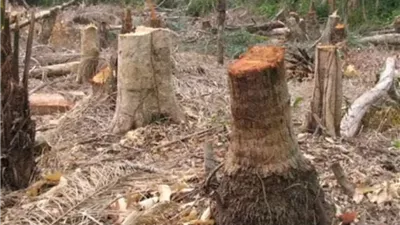 عاجل | الزراعة تكشف حقيقة قطع الأشجار بحديقة الحيوان