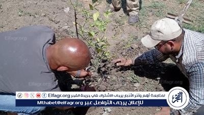 تنفيذ المرحلة الثانية من المبادرة الرئاسية لزراعة 100 مليون شجرة مثمرة بالدقهلية