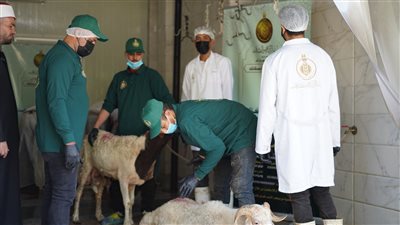 بيت الزكاة والصدقات يستكمل ذبح أضاحي العيد لليوم الثاني على التوالي