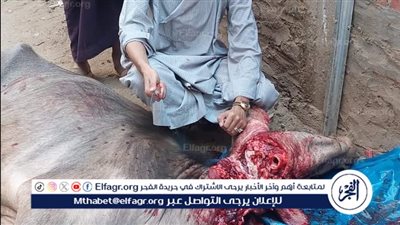  أهالي الأقصر يواصلون ذبح الأضاحي في الشوارع بثاني أيام العيد