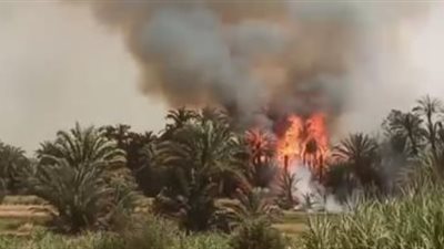 الدفع ب 4 سيارات إطفاء للسيطرة على حريق اندلع في نخيل بالخانكة