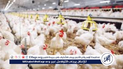 انخفاض أسعار الدواجن بفضل توافر المنتجات واستقرار سعر الدولار