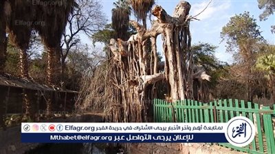 نائبة: مصر فقدت مليون متر مربع من المساحات الخضراء خلال 4 سنوات.. وأديب: 