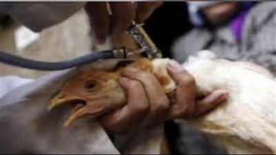 عاجل:- تحذير عالمي من عودة أسوأ وباء في تاريخ البشرية: سلالة جديدة من إنفلونزا الطيور تهدد العالم