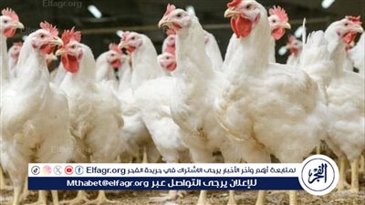 تعرف على أسعار الفراخ اليوم الجمعة 