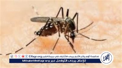 تفشي حمى غرب النيل في إسرائيل: تفاصيل وأعراض