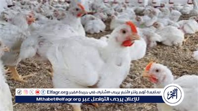 أسعار الفراخ اليوم في بورصة الدواجن