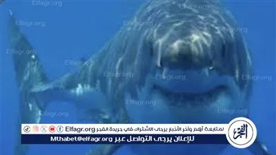 ظهور سمكة القرش المحيطي أبيض الطرف جنوب الغردقة